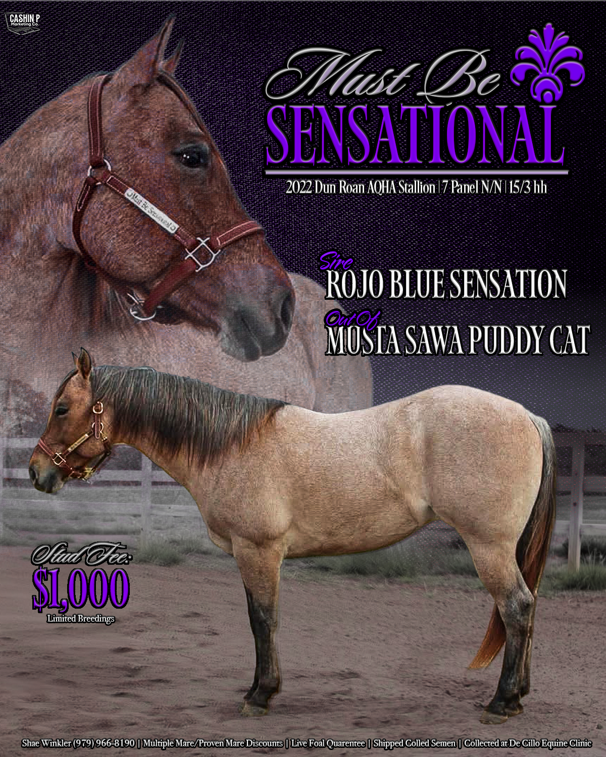 Stallion Flyer + Logo