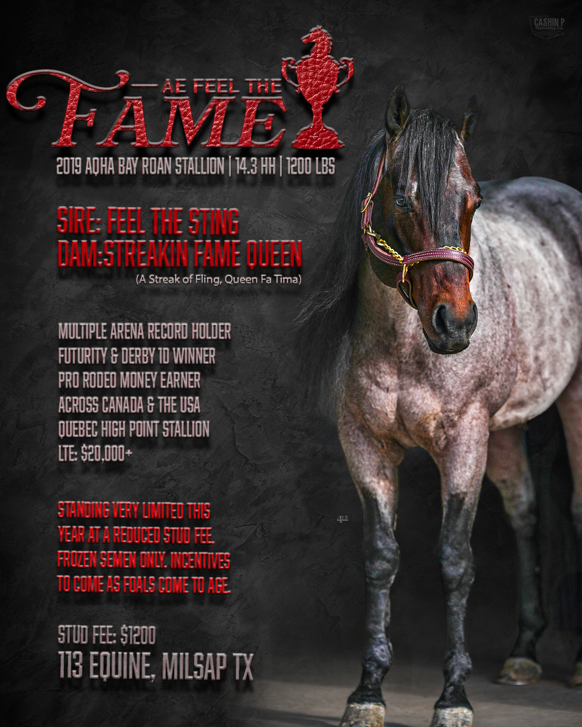 Stallion Flyer + Logo