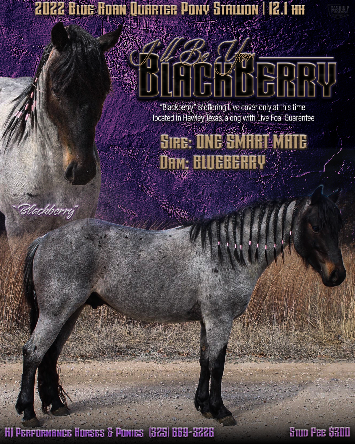 Stallion Flyer + Logo