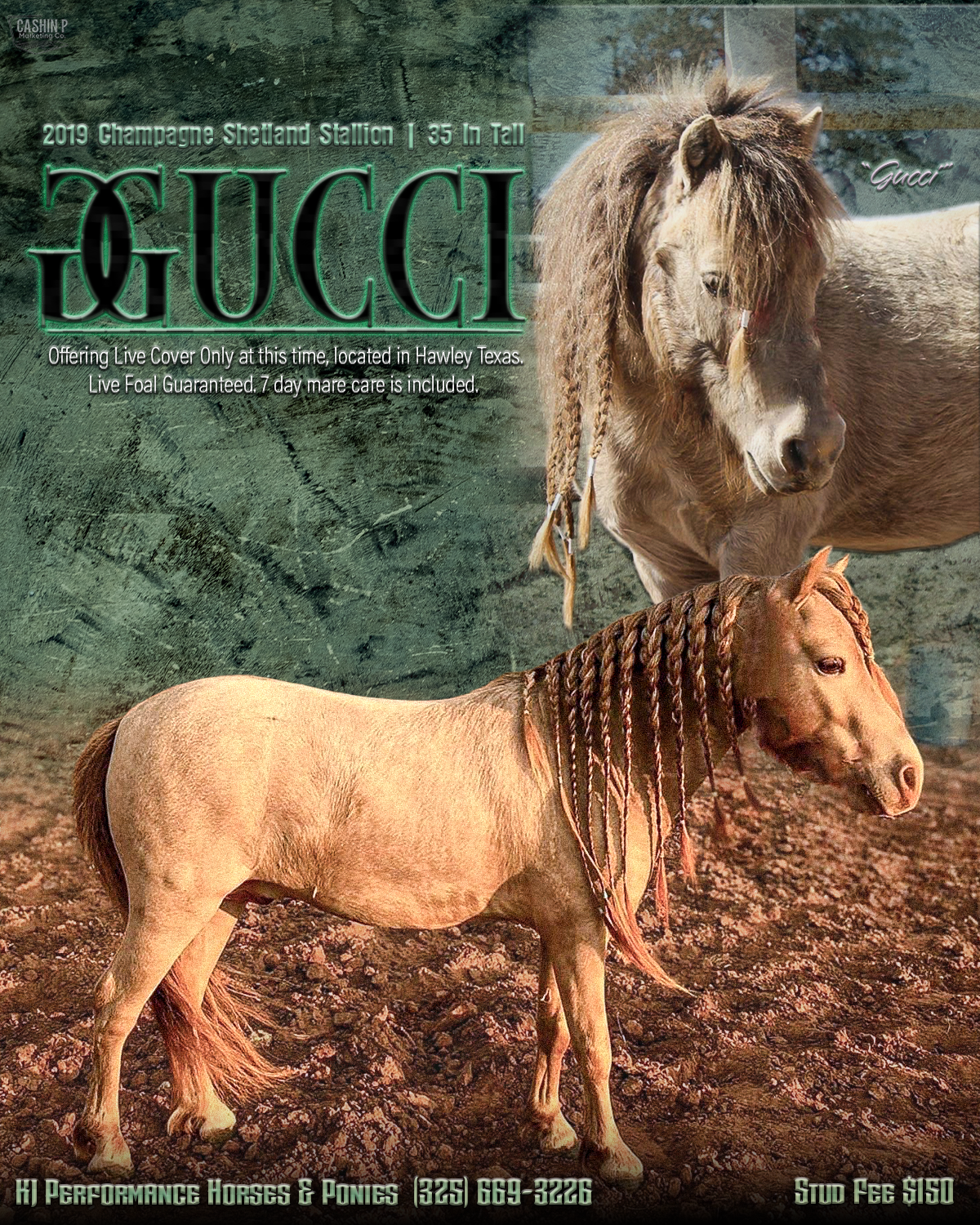 Stallion Flyer + Logo