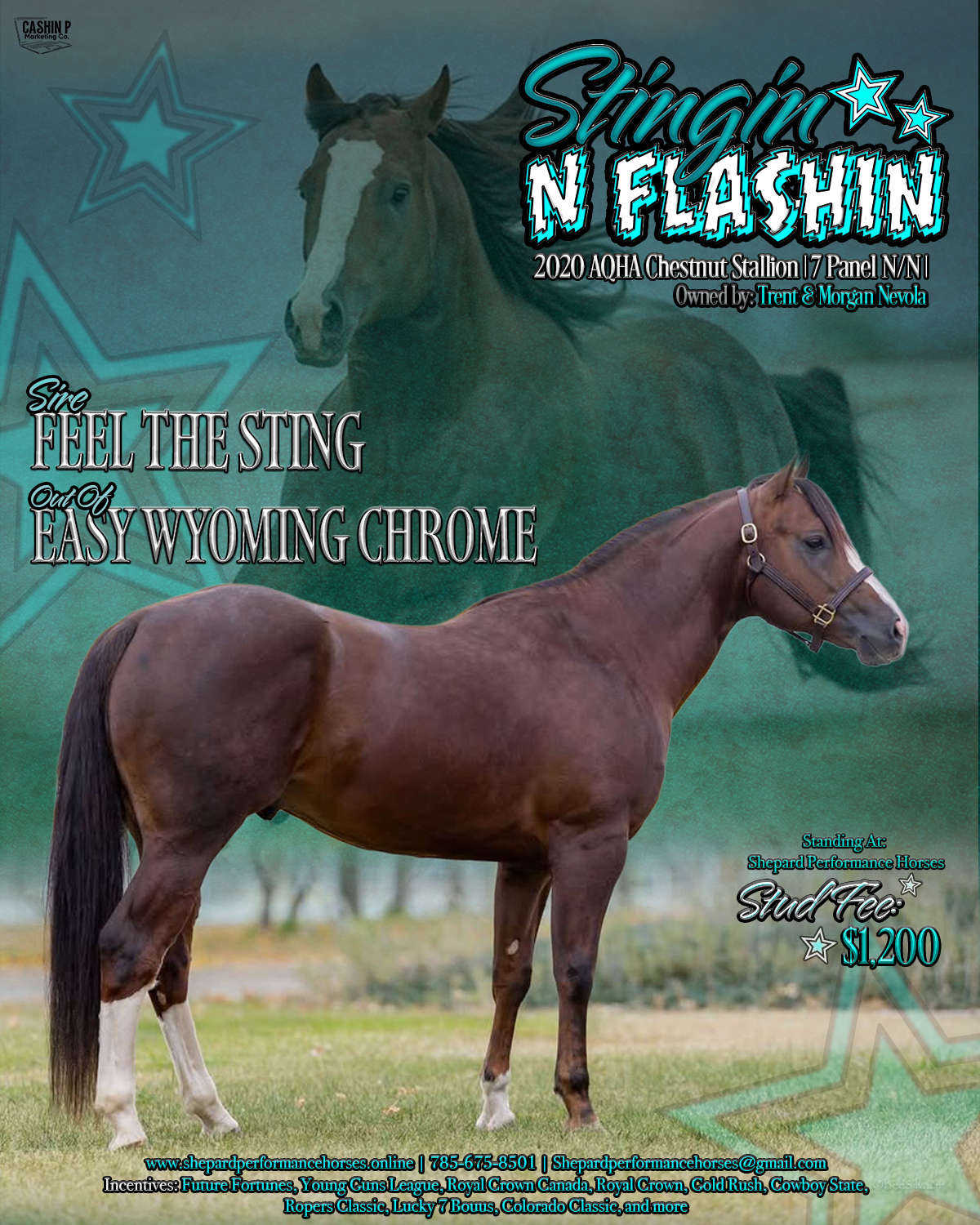 Stallion Flyer + Logo