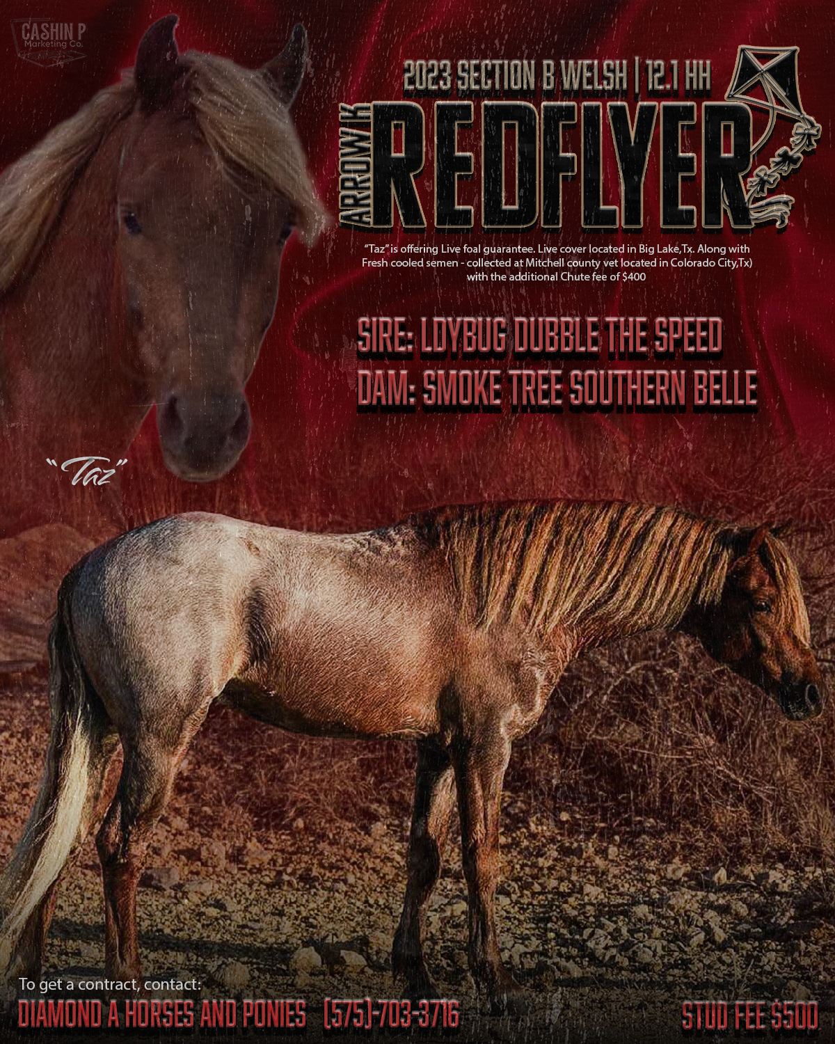 Stallion Flyer + Logo